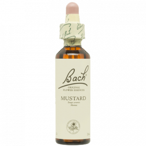 BACH MUSTARD SAN PEDRO ALCANTARA