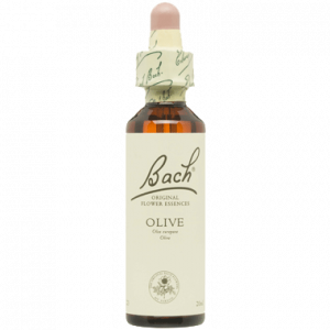 BACH OLIVE SAN PEDRO ALCANTARA