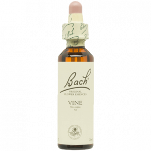 BACH VINE SAN PEDRO ALCANTARA