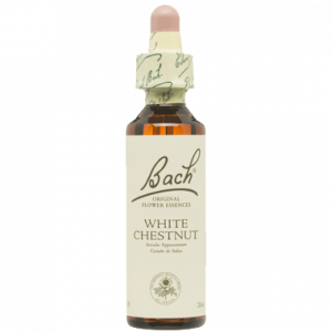 BACH WHITE CHESTNUT SAN PEDRO ALCANTARA