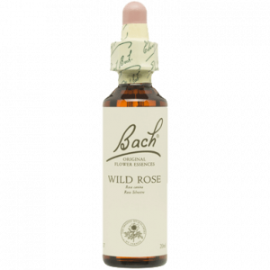 BACH WILD ROSE SAN PEDRO ALCANTARA