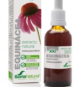 SORIA EQUINACEA SAN PEDRO ALCANTARA